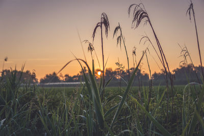 Close-up of stalks in field against sunset sky