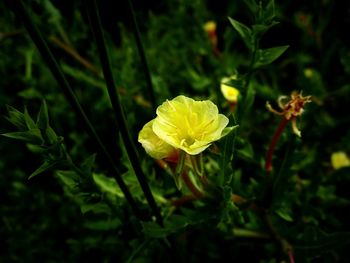 Close-up of yellow flower blooming outdoors