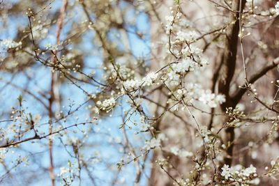 Close-up of white flowers on branch