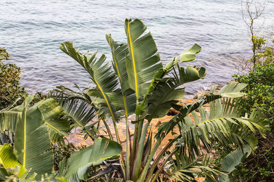 Plants growing by lake