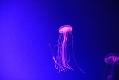 Close-up of jellyfish against blue background