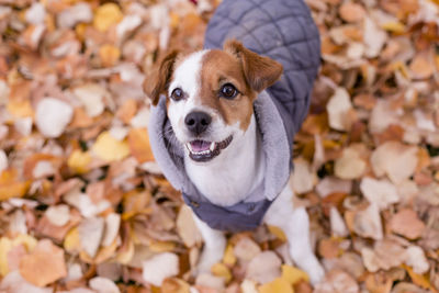 High angle portrait of a dog