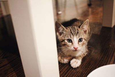 Close-up portrait of cat