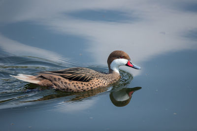 A red-billed teal in still waters