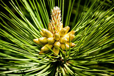 Close-up of pine cone on tree