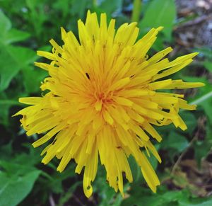 yellow