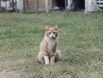 Portrait of cat sitting on field