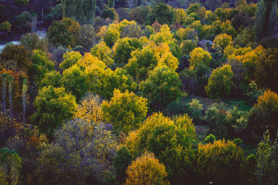 Colorful forest