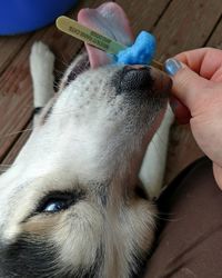 Close-up of hand holding dog