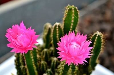 Close-up of pink flowers