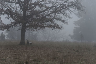 Trees on field during foggy weather