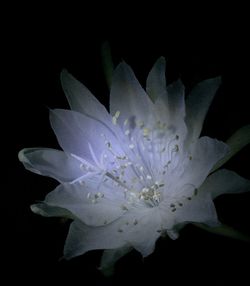 Close-up of white flower blooming against black background