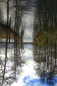 Reflection of trees in water