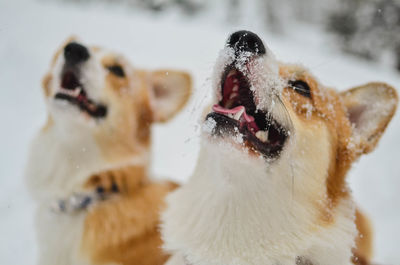 Close-up of a dog in snow