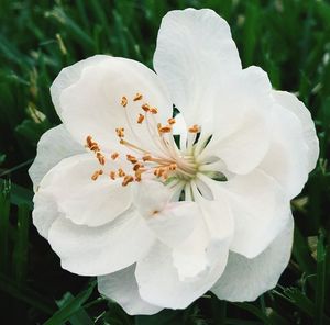 Close-up of white flowers blooming outdoors