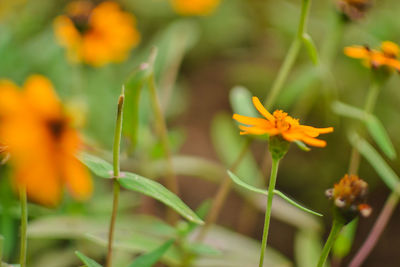 Close-up of yellow flowers blooming outdoors