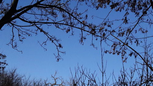 Low angle view of silhouette trees against blue sky