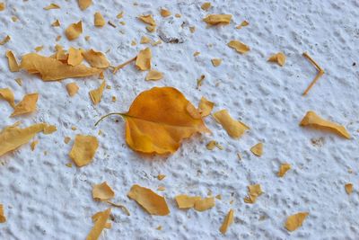 High angle view of dry leaves on snow