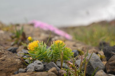 Close-up of flowering plant on rock