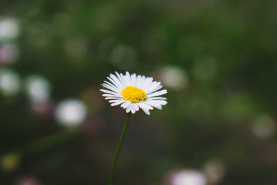 Close-up of white daisy flower