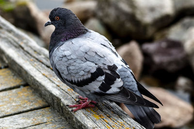 High angle view of pigeon perching on wood