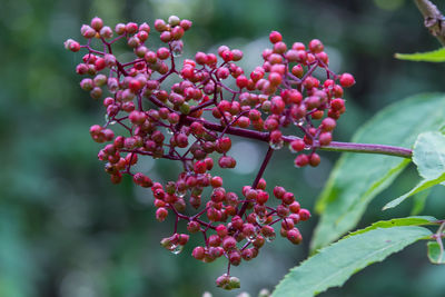 Close-up of red berries growing on tree