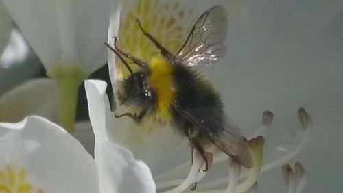 Close-up of insect perching on leaf