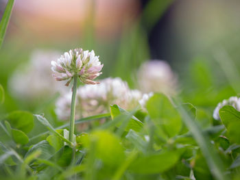 plant