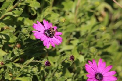 Close-up of bumblebee on pink flower