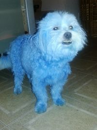 Close-up of dog