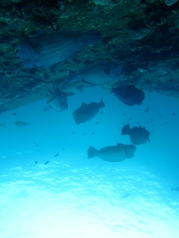 People swimming in sea