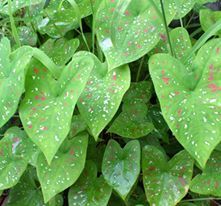 Close-up of water drops on leaf