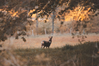Horse standing in a field