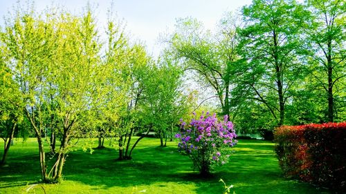 View of flower tree in park