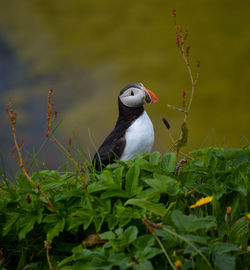 Bird perching on a plant