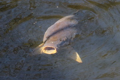 High angle view of fish swimming in lake