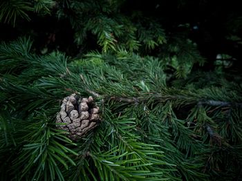 High angle view of pine cone on tree