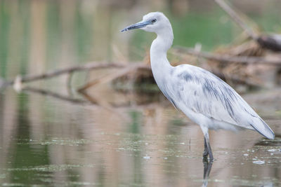 Egret standing in lake