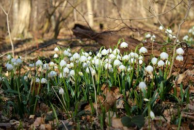 Close-up of flowers growing in field