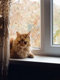 Cat looking through window