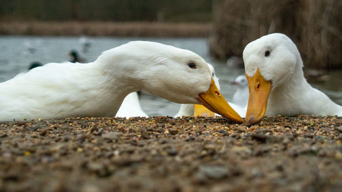 Close-up of birds eating