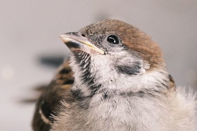 Close-up of a bird against gray background