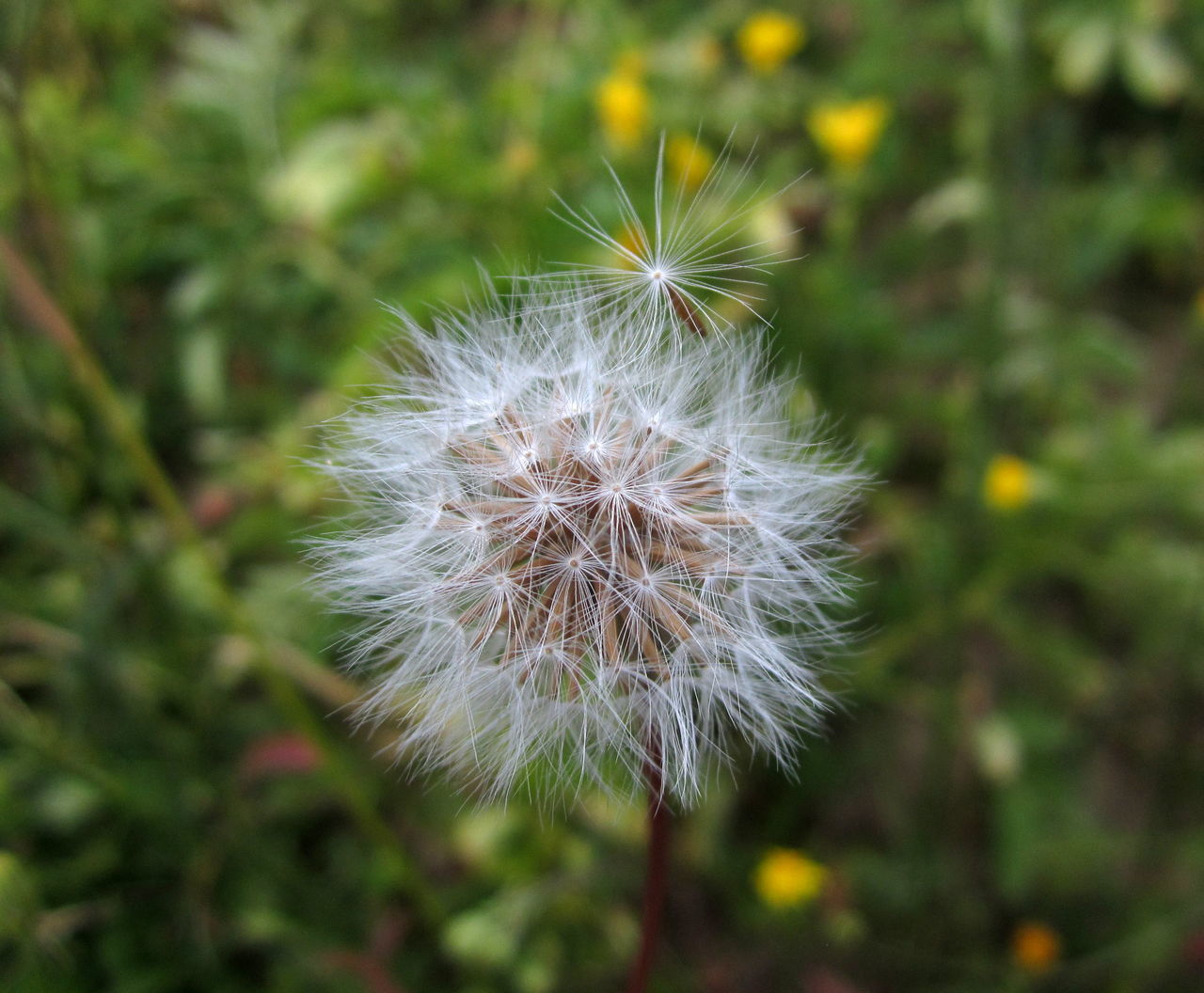 flower, plant, flowering plant, freshness, dandelion, beauty in nature, fragility, close-up, nature, no people, focus on foreground, growth, macro photography, flower head, wildflower, inflorescence, white, softness, grass, day, outdoors, thistle, dandelion seed, positive emotion, springtime, seed, tranquility