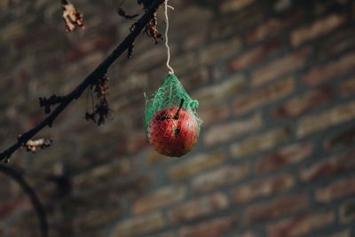 Close-up of fruit hanging on tree