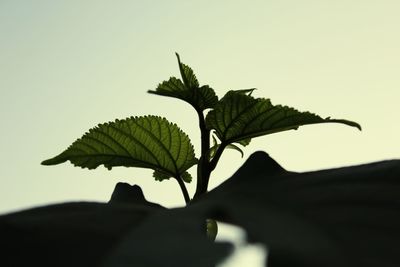 Close-up of plant against sky