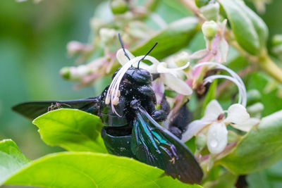 Close-up of insect on flower