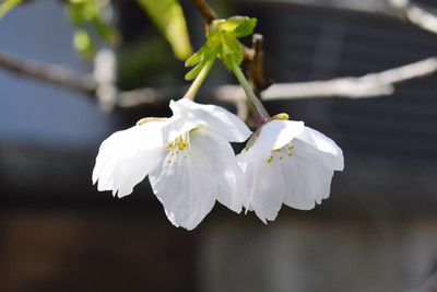 Close-up of white flower