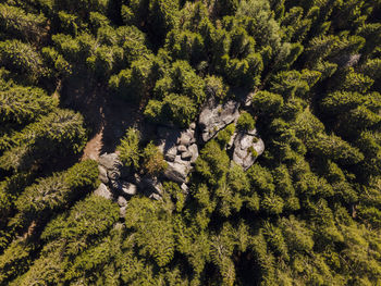 High angle view of a forest