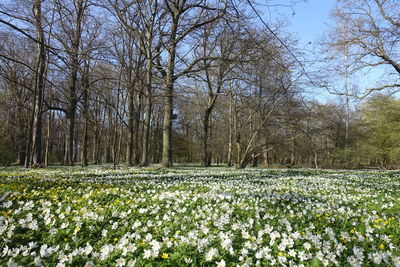 Scenic view of flowering trees on field