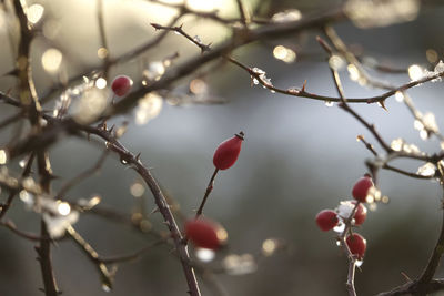 Close-up of berries growing on tree